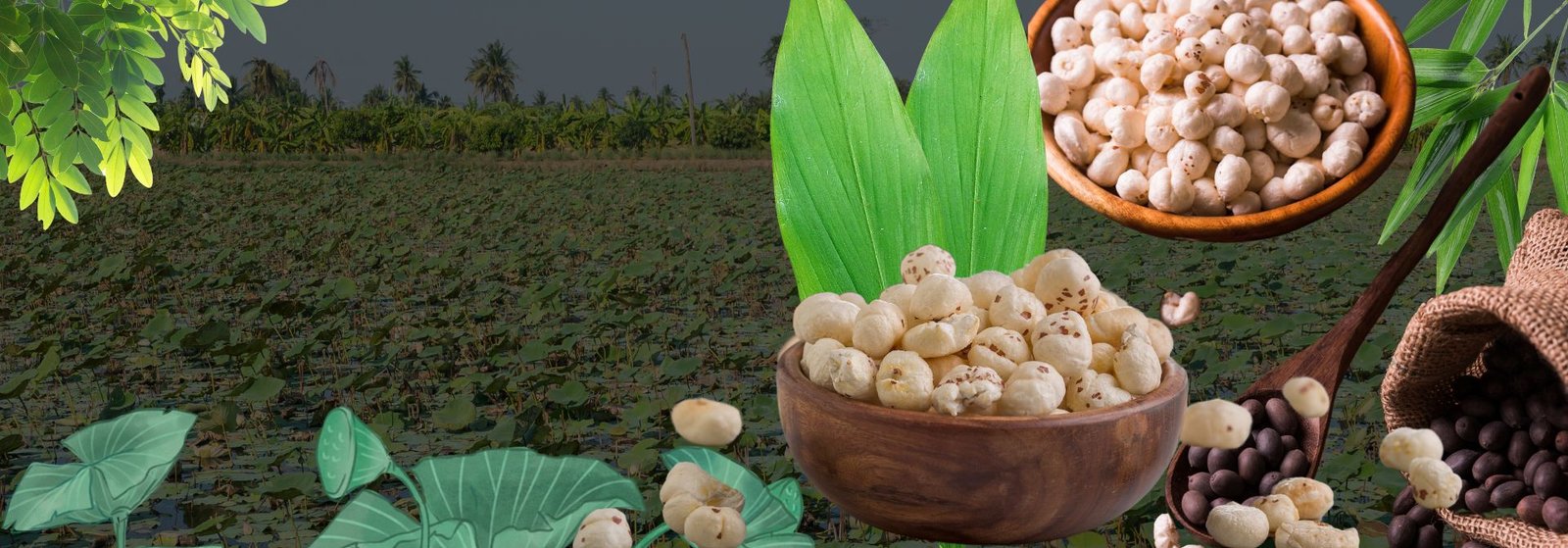 Bihar Madhubani Makhana